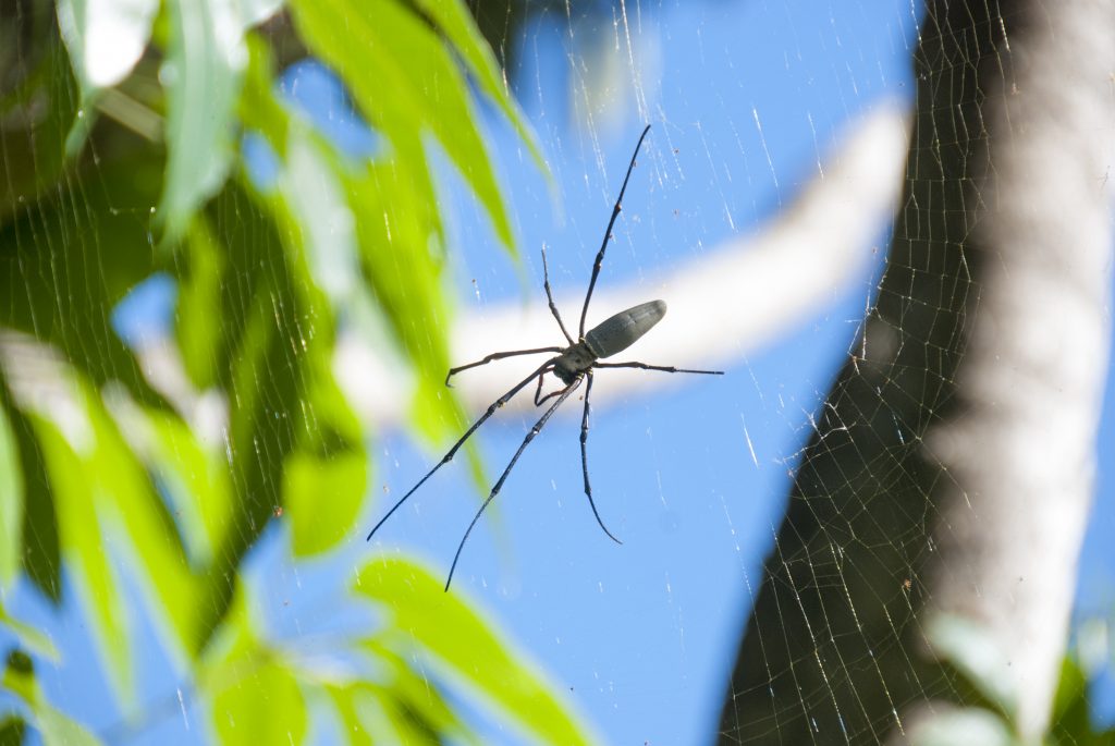 Spinne, Netz, Australien, Gefahr, tödlich